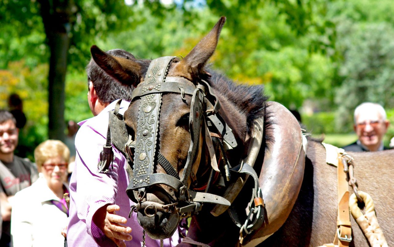 Desfile San Isidro en Talavera (2010)