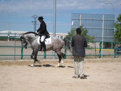 Un momento de la prueba de un caballo ante la mirada de uno de los jueces. (Foto: LVDT)