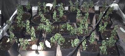 Imagen de la plantación descubierta por los agentes policiales. (Foto: LA VOZ DEL TAJO)