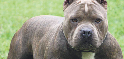 El Gobierno regional obliga a vacunar contra la rabia tras el incidente del pitbull