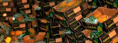 Ocho años de prisión para los implicados en el tráfico de cocaína oculta en piñas