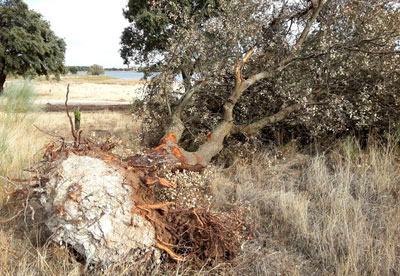 Ganemos denuncia los daños causados en La Portiña en la construcción de la conducción de agua potable a Segurilla y Cervera