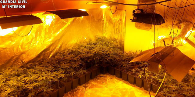 Detenidas dos personas que ocultaban 177 plantas de marihuana