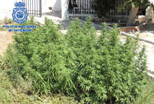Desmantelada una plantación de marihuana en Numancia de la Sagra