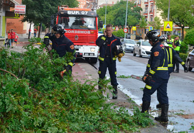 El fuerte viento de tormenta provoca la caída de parte de un árbol en la Avenida Pío XII
