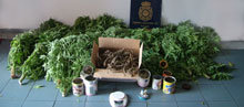 Detenida por cultivar marihuana en Cazalegas y venderla en la comarca de Talavera 
