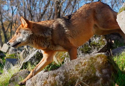 'WildMed', película de naturaleza del talaverano Arturo Menor, obtiene ocho candidaturas para los Goya