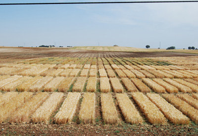 La Consejería de Agricultura abre el plazo para solicitar el borrador de la PAC