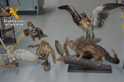 La Guardia Civil decomisa seis especímenes de Especies Amenazadas en una tienda de Cazalegas