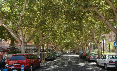 Medio Ambiente descarta la tala de los árboles de Carnicerías y saneará los afectados