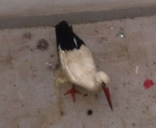 Dos mujeres encuentran una cigüeña con una pata dañada en su patio de la calle Portiña del Salvador en Talavera