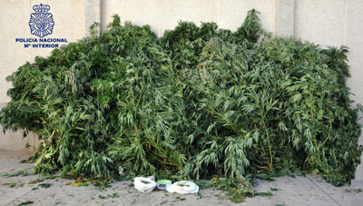Desmantelada una importante plantación de marihuana en Daimiel