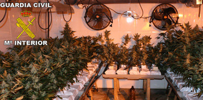 Más de 1.000 plantas de marihuana incautadas en la operación 'Domo'