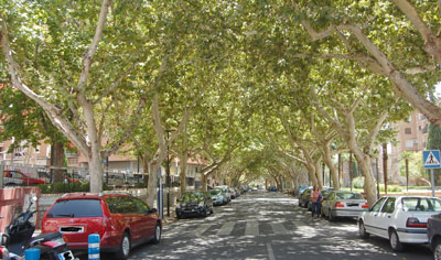 La poda parcial de los árboles de Carnicerías prohibe el estacionamiento este jueves y viernes