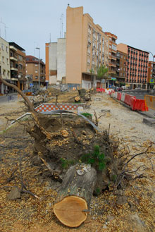 Gran malestar e indignación por la tala de los árboles de la Portiña de San Miguel