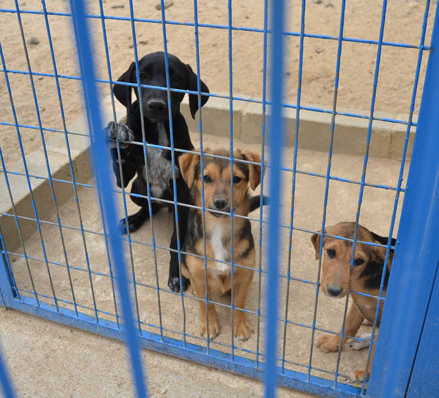 Se llevan, sin autorización, su perro de la perrera