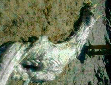 Encuentran un extraño pez en una playa de Almería