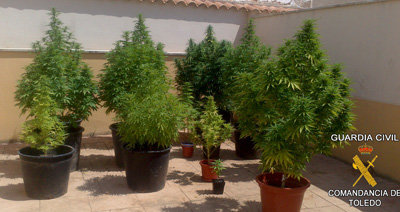 Tres personas detenidas por delito de cultivo de marihuana en Turleque