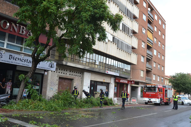 El fuerte viento de tormenta provoca la caída de parte de un árbol en la Avenida Pío XII