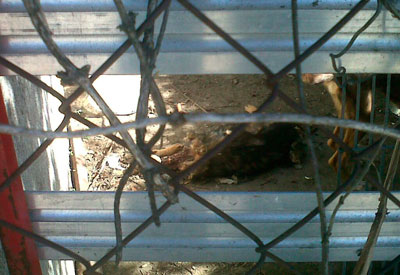 El SEPRONA encuentra dentro de una jaula un perro decapitado en una parcela de El Gran Chaparral