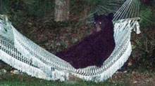 Un oso entra en una residencia para descansar en una hamaca