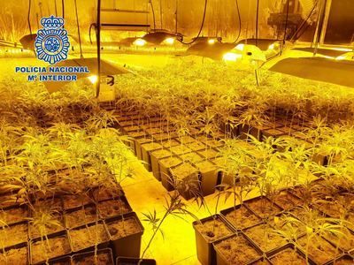 Desarticulado un clan familiar dedicado "profesionalmente" al cultivo de marihuana en Talavera