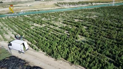 La Guardia Civil incauta 200.000 plantas de marihuana en la provincia de Toledo