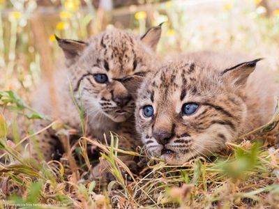 CLM supera los 1.000 linces ibéricos y consolida su liderazgo en la recuperación de la especie