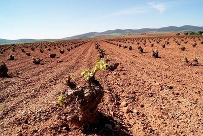 Castilla-La Mancha recibirá cerca de 45 millones para sanidad agraria y apoyo al sector del vino