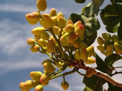 Adipe prevé una producción récord de 14.000 toneladas de pistacho en España