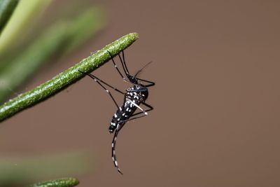 Cinco errores con los insectos que pueden arruinar el verano y poner en riesgo tu salud