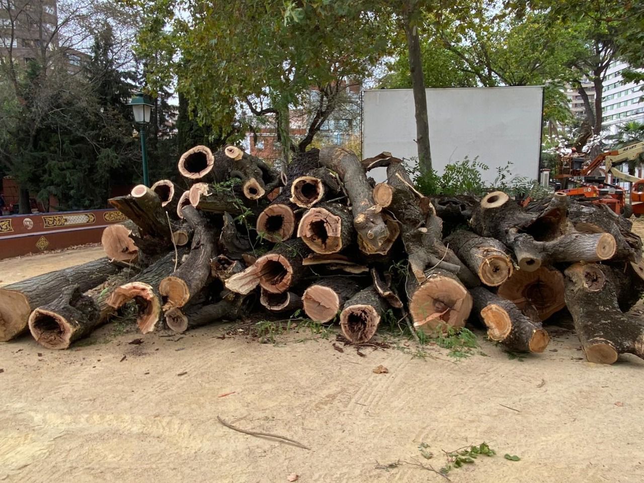 De la Llave defiende la tala de árboles en los Jardines del Prado: 