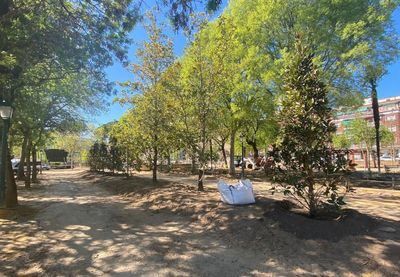 Los Jardines del Prado ya florecen: nos adentramos en los trabajos de reforma integral