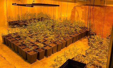 Desmantelan una plantación de marihuana con más de 1.600 plantas