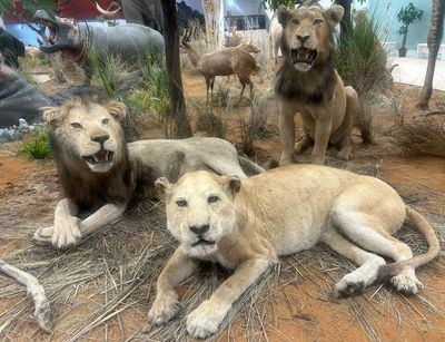 Talavera se vuelve 'salvaje' con animales de gran realismo
