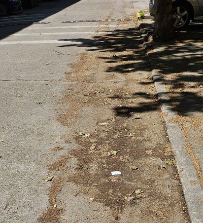 Las pelusas invaden las calles de Talavera