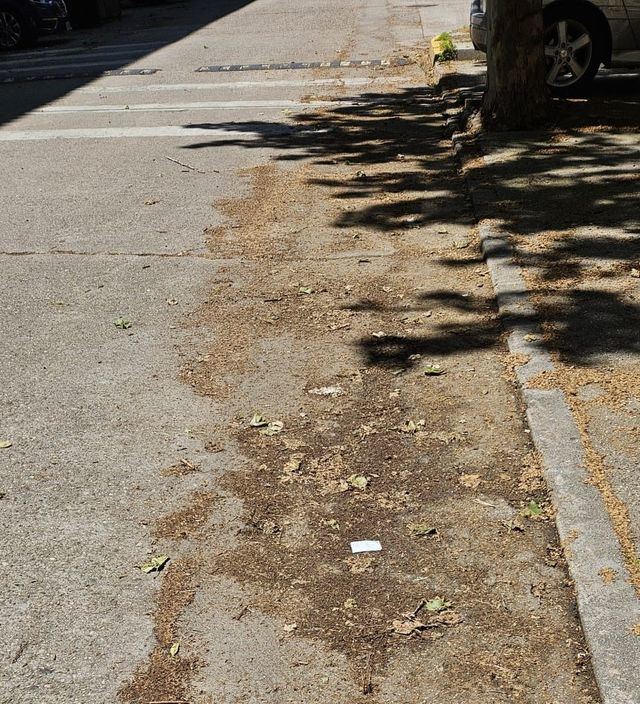 Las pelusas invaden las calles de Talavera
