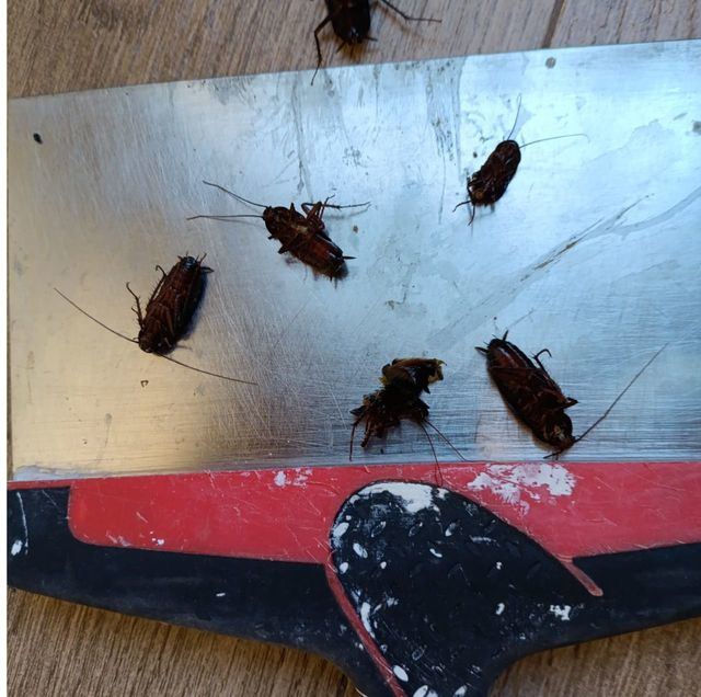 ¿Plaga de cucarachas en Talavera? Crece la preocupación entre los vecinos