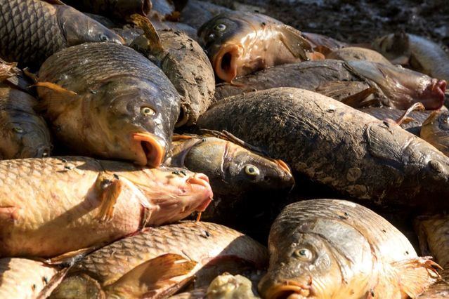 Miles de peces muertos, en su mayoría carpas, flotan en las aguas estancadas del canal del trasvase Entrepeñas-Buendía
