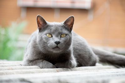 Contribuye al bienestar animal: adopta un gato en Seseña