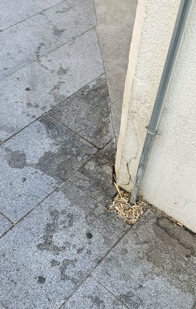 Talavera sigue abandonada, así se ven las calles Mérida y San Clemente