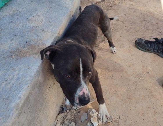 Investigan a un hombre por dejar a su perro atado al sol en condiciones extremas