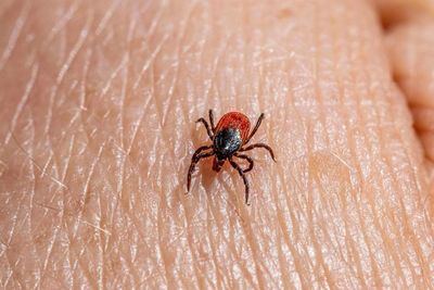 Un vecino de Puente del Arzobispo supera el virus de la fiebre hemorrágica de Crimea-Congo tras ser picado por una garrapata