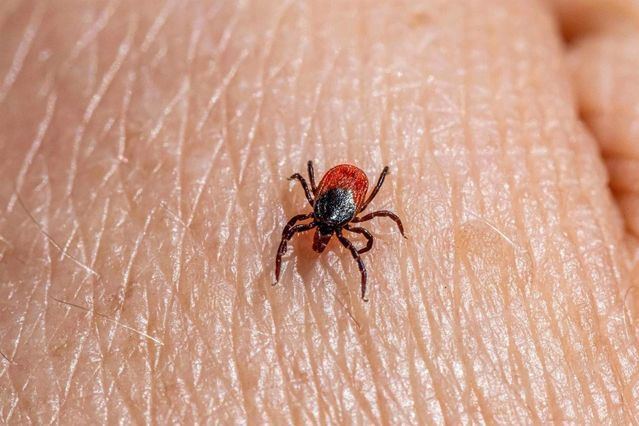 Un vecino de Puente del Arzobispo supera el virus de la fiebre hemorrágica de Crimea-Congo tras ser picado por una garrapata