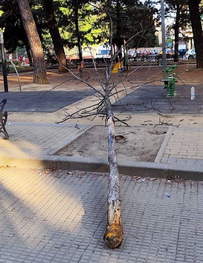Continúan las caídas de árboles en Talavera: esta vez en el parque infantil de la calle Capitán Cortés