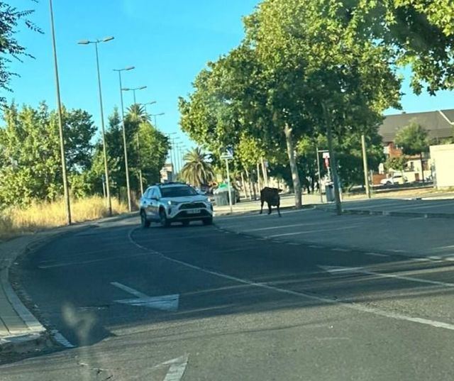 Una vaca escapa y deambula por las calles de Talavera