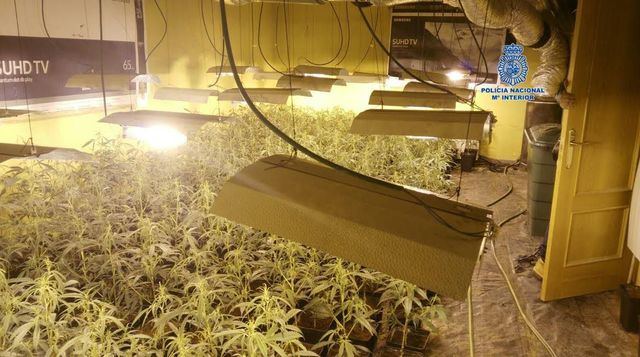 Piden cuatro años para cada uno de acusados de tener una plantación de cannabis en Noez 