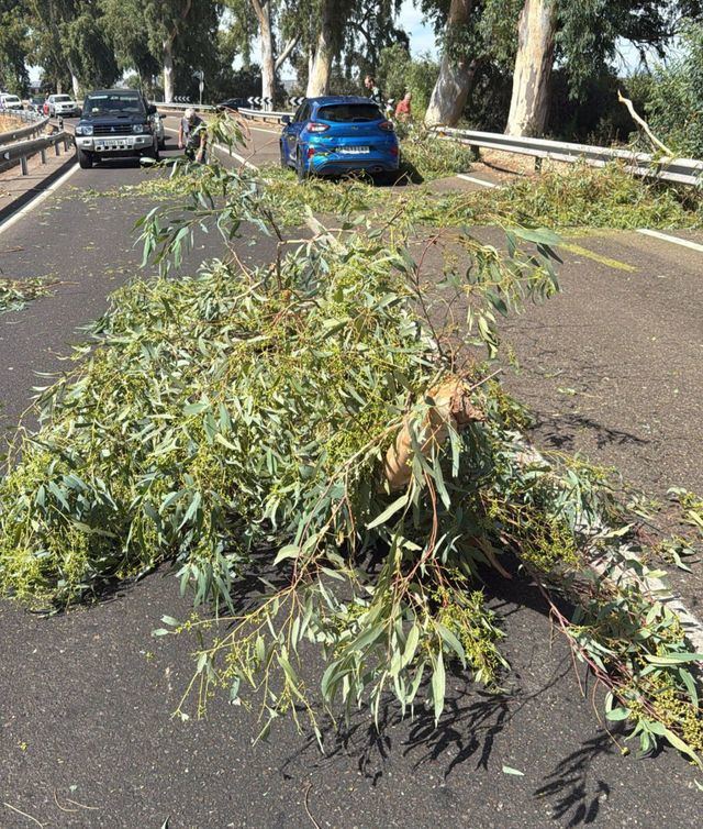 Un árbol de grandes dimensiones se desploma sobre el Puente Río Alberche