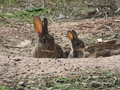 CLM impulsa la comercialización de carne de conejo silvestre
