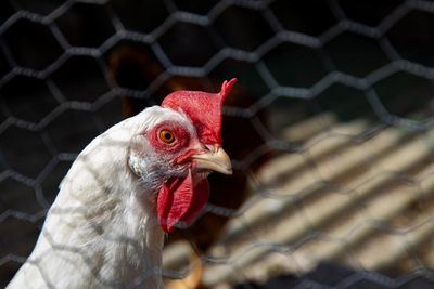 Se amplía el confinamiento de aves de cría a todas las granjas de España